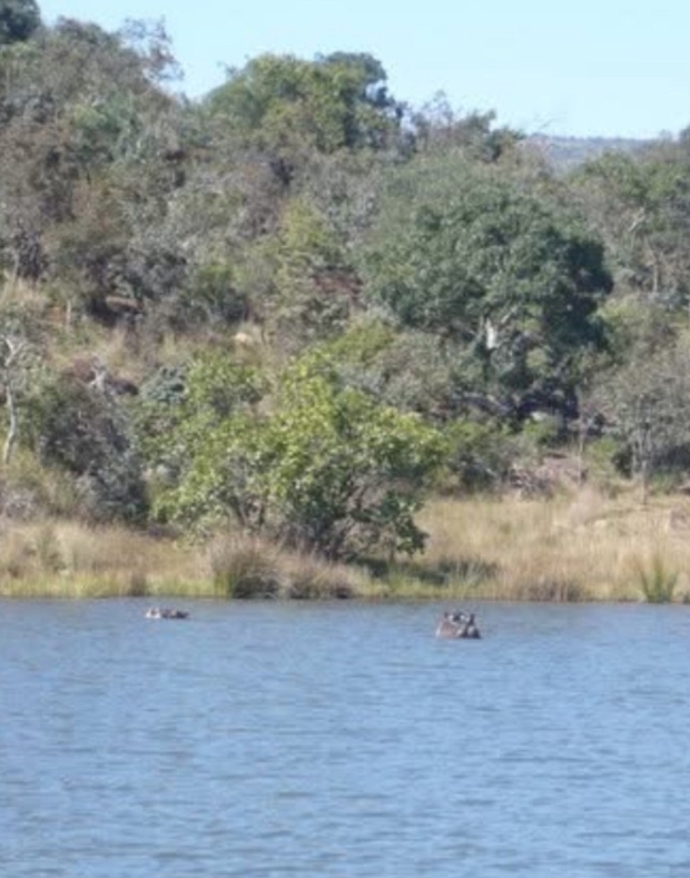 Hippos peeking out of the water